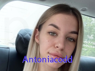 Antoniacodd