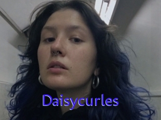 Daisycurles